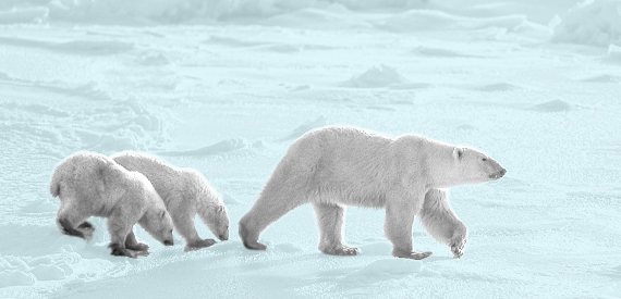 polar bears